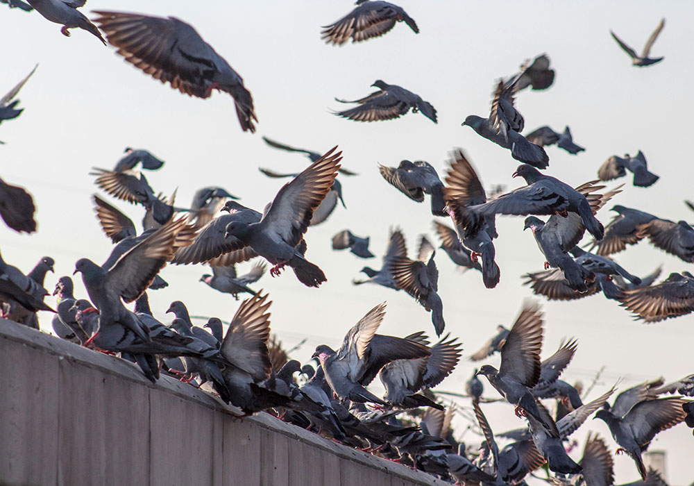 Environmental Cleaning Bird Guano